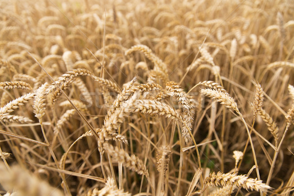 field of ripening wheat ears or rye spikes Stock photo © dolgachov