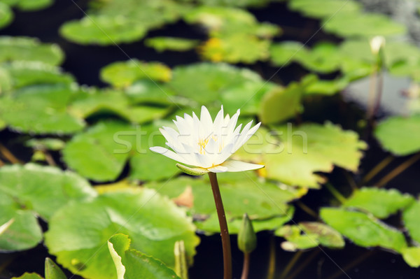 close up of white water lily in pond Stock photo © dolgachov