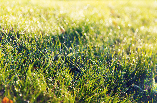 Erba verde rugiada natura stagione ambiente Foto d'archivio © dolgachov