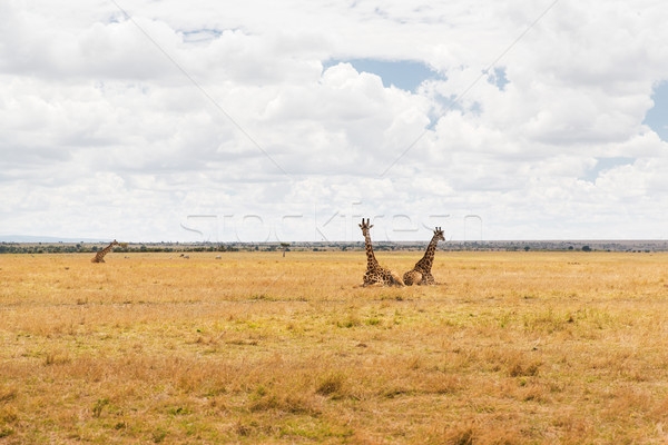 group of giraffes in savannah at africa Stock photo © dolgachov