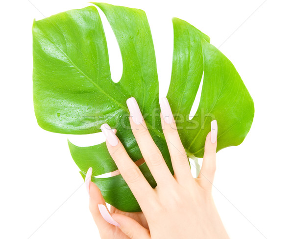 Stock photo: female hands with green leaf
