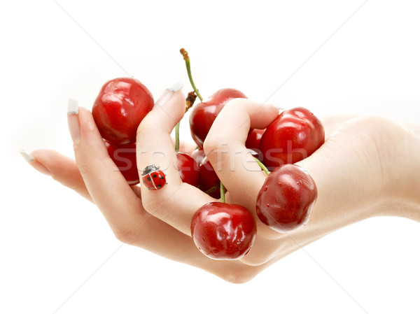 hand full of red cherries Stock photo © dolgachov