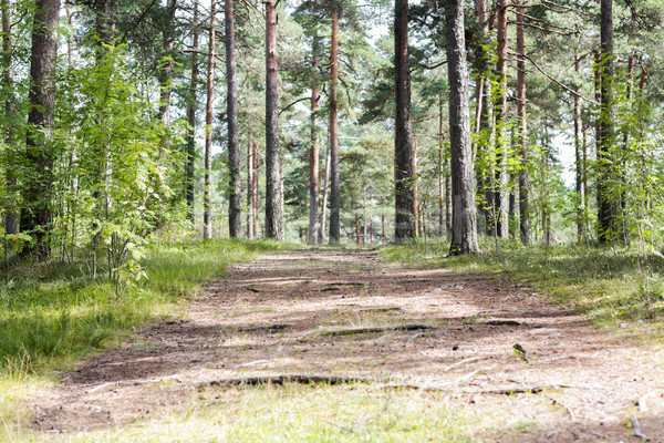 summer pine forest and path Stock photo © dolgachov