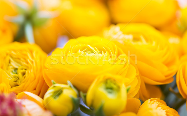 close up of beautiful yellow ranunculus flowers Stock photo © dolgachov
