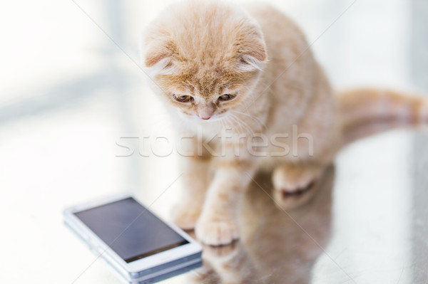 close up of scottish fold kitten with smartphone Stock photo © dolgachov