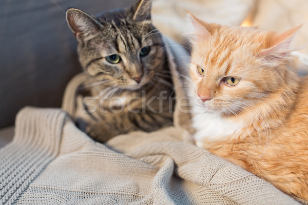 two cats lying with blanket at home Stock photo © dolgachov