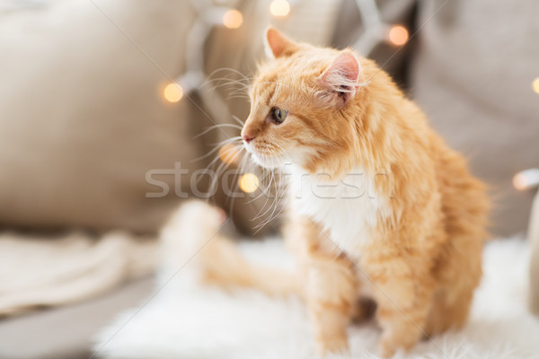 red tabby cat on sofa with sheepskin at home Stock photo © dolgachov