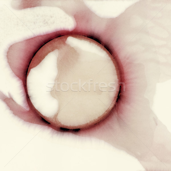 Wine stain Stock photo © donatas1205