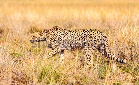 Cheetah wild gras oranje groene reizen Stockfoto © Donvanstaden