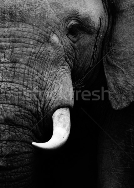 Artístico preto e branco elefante elefante africano textura Foto stock © Donvanstaden