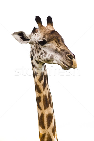 Zürafa kafa yalıtılmış beyaz eğlence model Stok fotoğraf © Donvanstaden