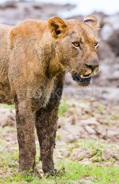 Lioness hunting Stock photo © Donvanstaden