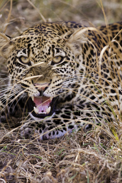 Leopardo cara gato retrato Foto stock © Donvanstaden