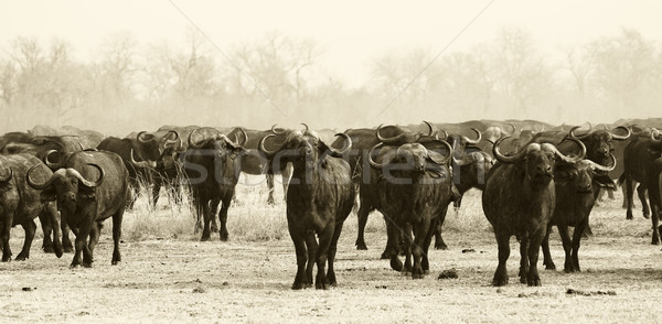Herd of Buffalo Stock photo © Donvanstaden