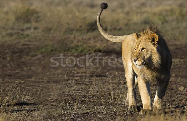 Aslan kedi hayvan Afrika Tanzanya Stok fotoğraf © Donvanstaden