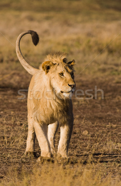 Leão gato animal africano Tanzânia Foto stock © Donvanstaden