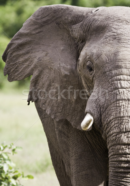 Elefante elefante africano poder parque Foto stock © Donvanstaden