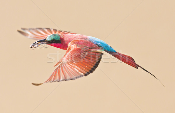 Carmine Bee Eater Bird in Flight Stock photo © Donvanstaden