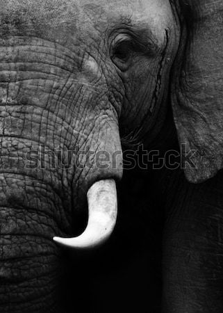 Elefante cabeça escuro retrato África Foto stock © Donvanstaden