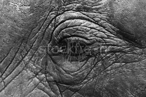 Fil göz afrika fil portre Stok fotoğraf © Donvanstaden