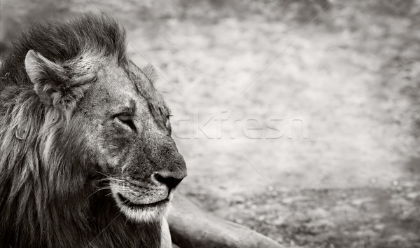 Lion sauvage africaine Homme espace Photo stock © Donvanstaden