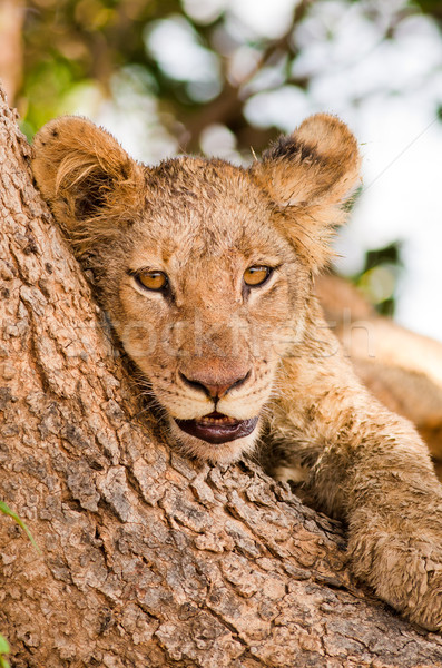 Cute Lion Cub Stock photo © Donvanstaden