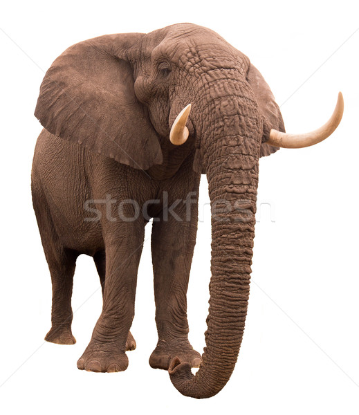 Elephant   Stock photo © Donvanstaden