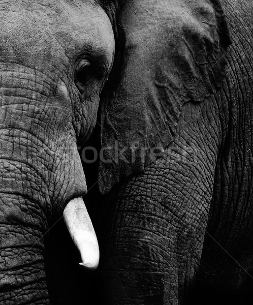 Elephant Stock photo © Donvanstaden