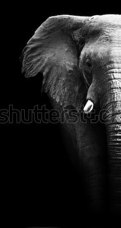 Artistik siyah beyaz fil afrika fil doku Stok fotoğraf © Donvanstaden