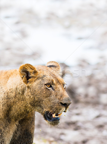 African Lion Stock photo © Donvanstaden