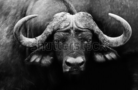 African Buffalo Stock photo © Donvanstaden