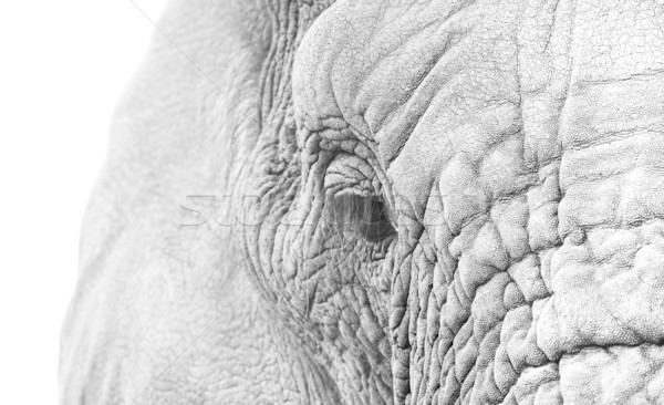 Elephant Close Up Stock photo © Donvanstaden