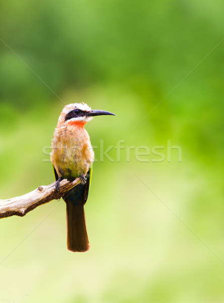 White fronted bee eater bird perched on a branch Stock photo © Donvanstaden