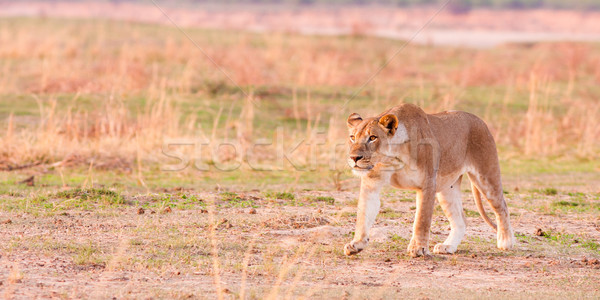 Lioness hunting Stock photo © Donvanstaden