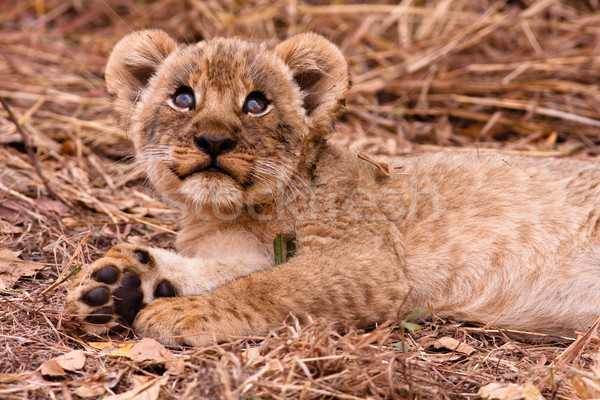 Cute lion cub looking up Stock photo © Donvanstaden