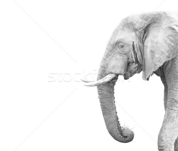 Słoń afrykański odizolowany biały życia zwierząt stałego Zdjęcia stock © Donvanstaden
