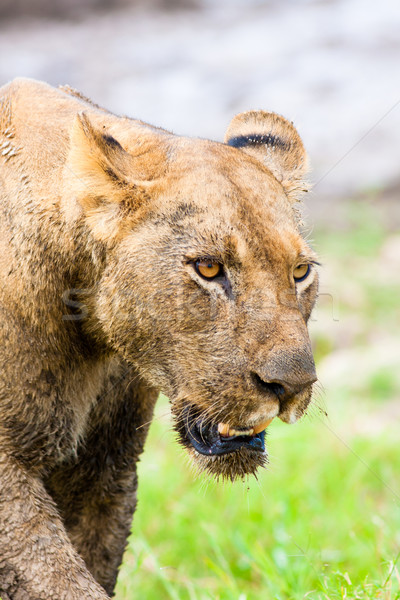 Lion Hunting Stock photo © Donvanstaden