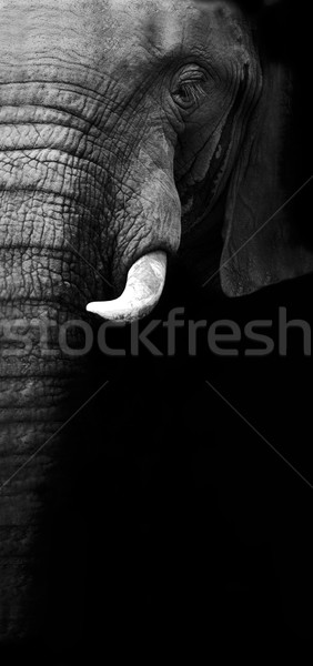 Artistik siyah beyaz fil afrika fil doku Stok fotoğraf © Donvanstaden