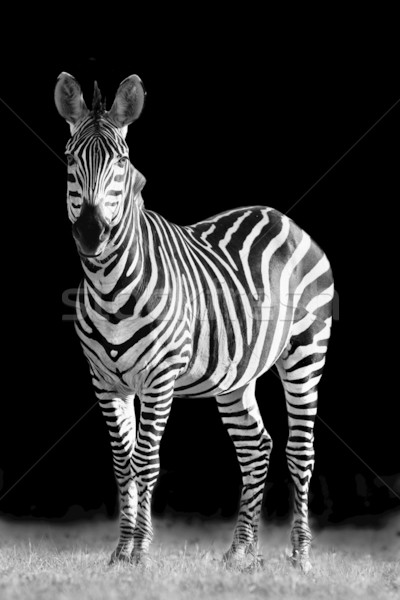 Zebra Stock photo © Donvanstaden