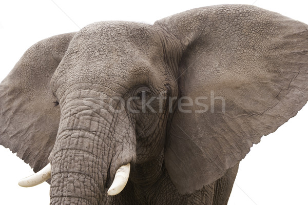 Elephant Stock photo © Donvanstaden