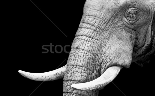 Artystyczny czarno białe słoń słoń afrykański tekstury Zdjęcia stock © Donvanstaden