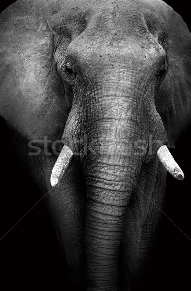 Wild African Elephant (Artistic Edit) Stock photo © Donvanstaden