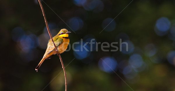 Little Bee Eater Bird Stock photo © Donvanstaden