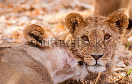 Cute Lion Cubs Stock photo © Donvanstaden