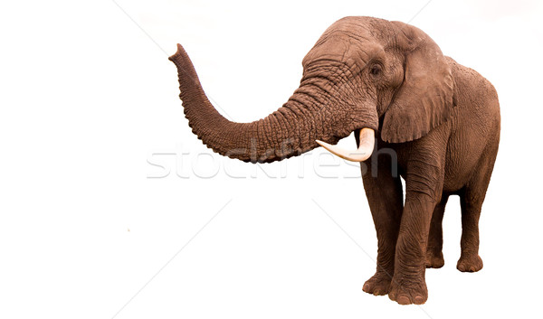 Elephant Isolated Stock photo © Donvanstaden