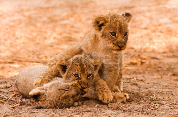 Cute Lion Cubs Stock photo © Donvanstaden