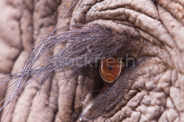 Elephant Eye Stock photo © Donvanstaden
