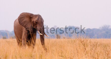 Сток-фото: Африканский · слон · саванна · наводнения · небе · власти