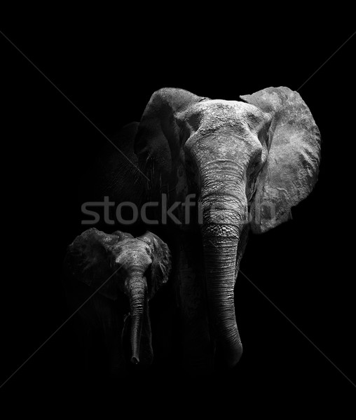 Mother and Baby Elephant Stock photo © Donvanstaden