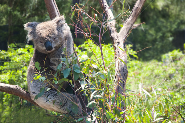 Australiano coala tenha adormecido árvore cara Foto stock © doomko